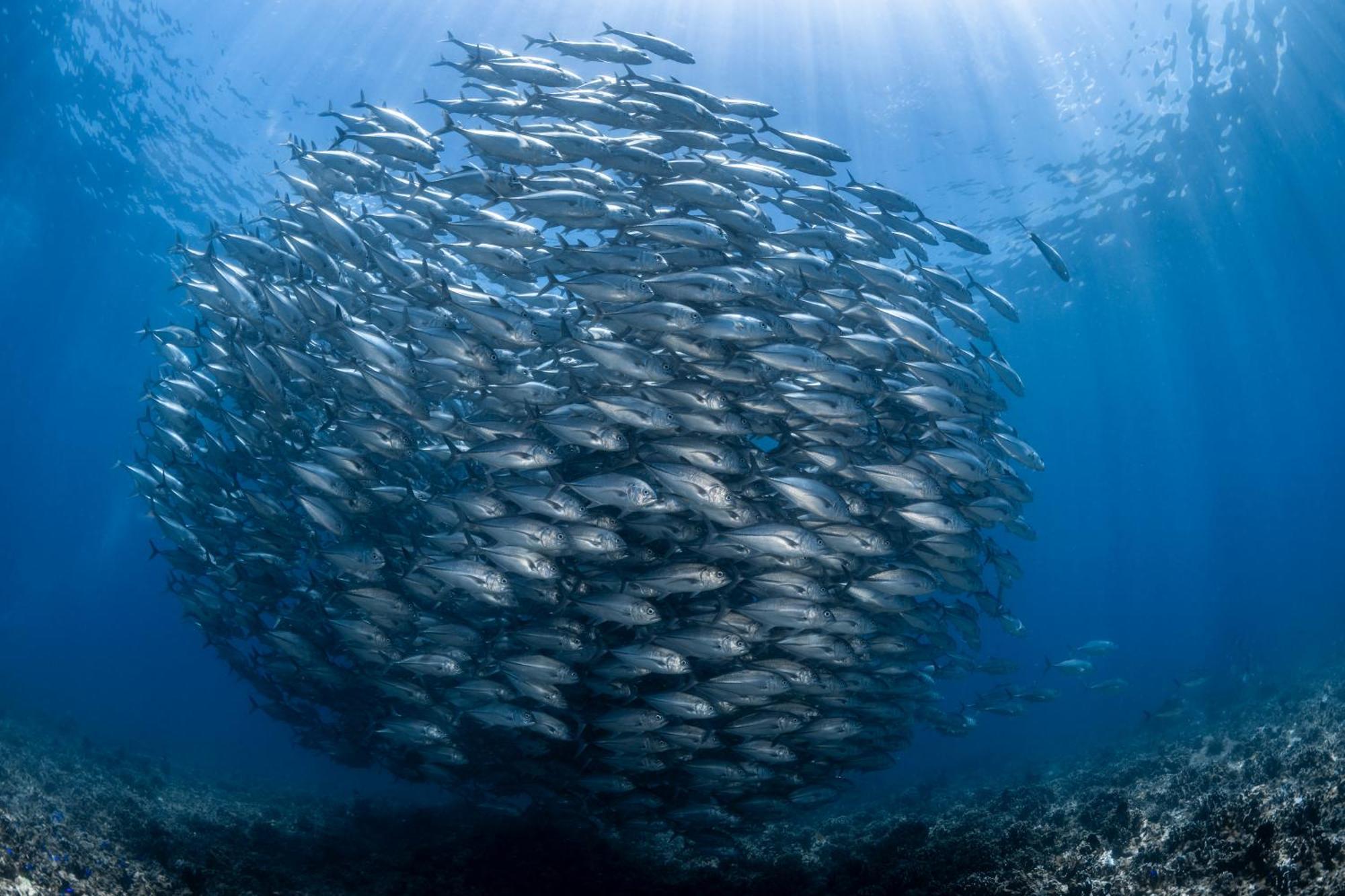 Emoha Dive Resort Сантандер Экстерьер фото