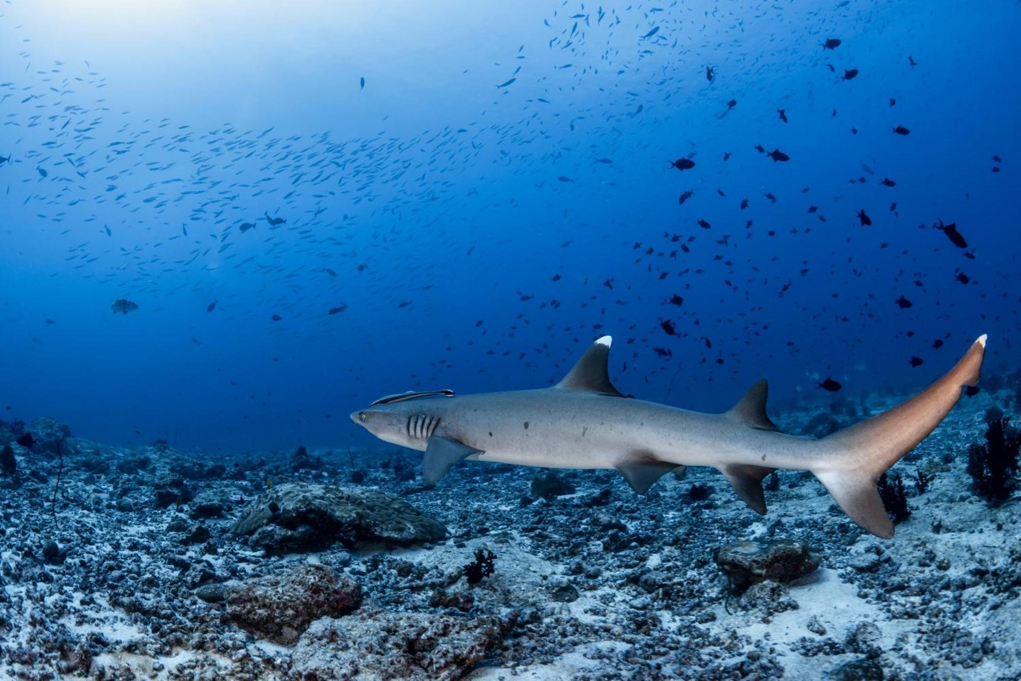 Emoha Dive Resort Сантандер Экстерьер фото