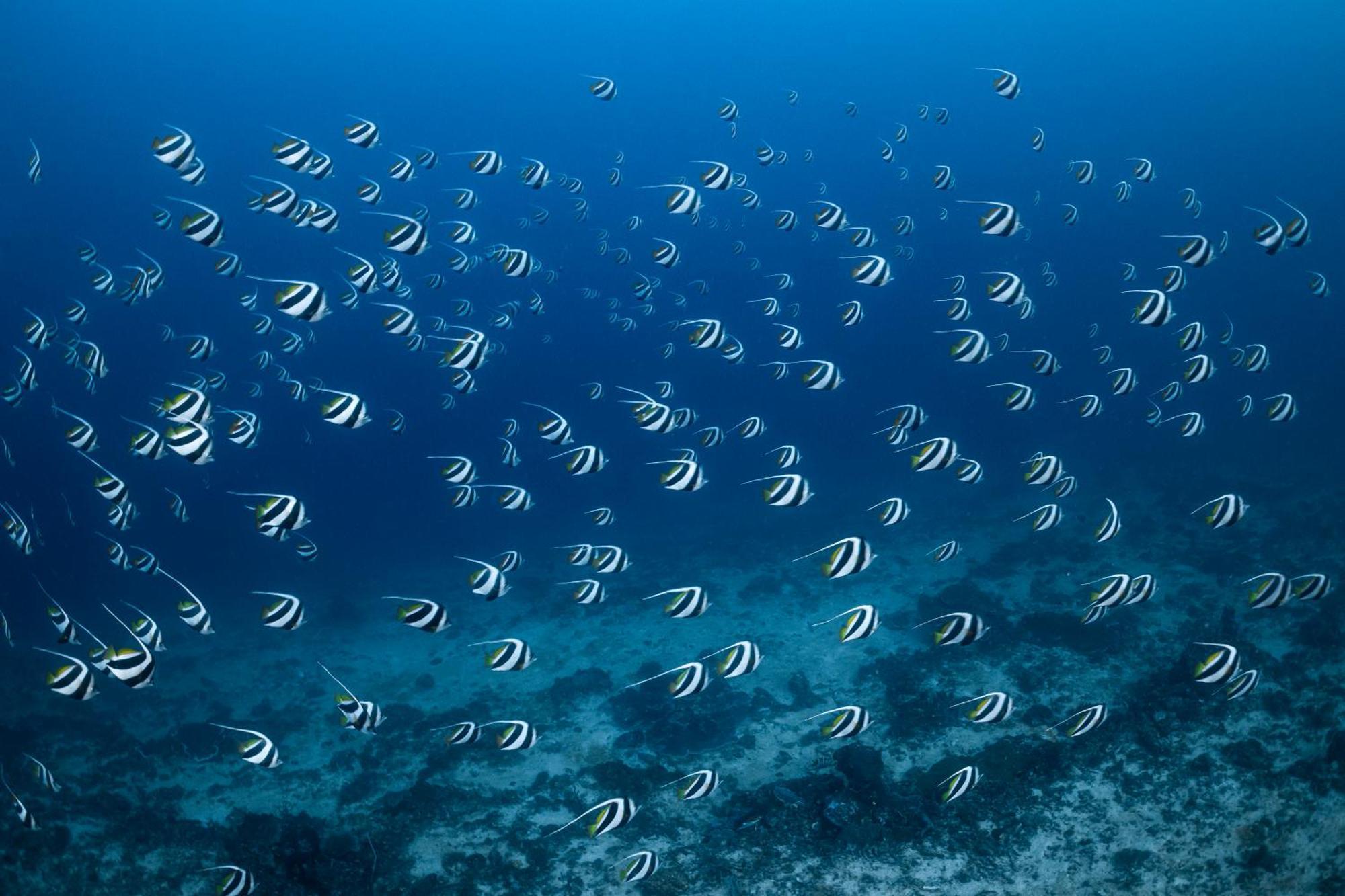 Emoha Dive Resort Сантандер Экстерьер фото